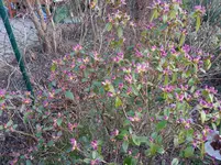 2014-03-05 Vorfrühlings-Alpenrose.webp