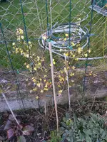 2014-03-05 Winterjasmin.webp