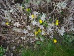 2014-03-05 Winterlinge unter Lavendel.jpg