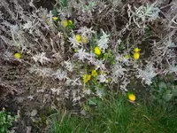 2014-03-05 Winterlinge unter Lavendel.webp