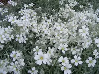 Hornkraut2.webp