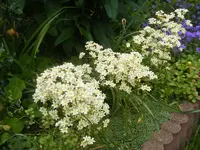 Steinbrech 8.6.2013.webp