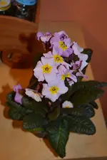 DSC_0559.webp