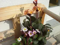 SAM_3097.webp