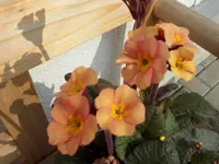 SAM_3099.webp