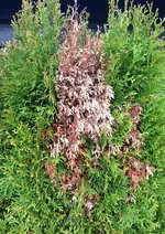 Thuja2.webp Thuja2.webp