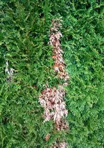 Thuja3.webp