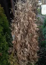 Thuja4.webp