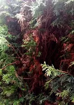 Thuja6.webp