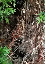 Thuja7.webp
