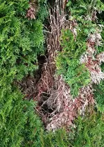 Thuja8.webp Thuja8.webp