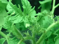 Knospen.webp
