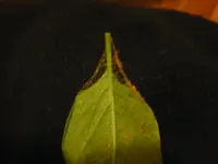 Spinnmilben.webp