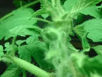 Knospen (2).webp