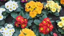 019.webp