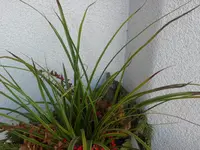 SAM_3113.webp