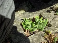 SAM_3107.webp