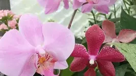 Bilda 0472.webp