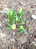 image.webp