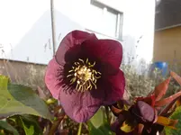P1110485.webp