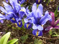 P1110466.webp
