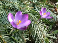 Krokusse1.webp