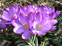 Krokusse2.webp