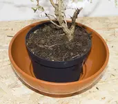 Topf1.webp