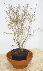 topf1b.webp