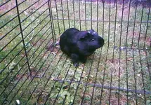 Zecke 02.webp