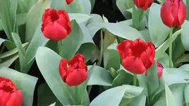 031.webp