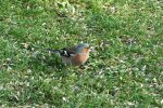 2014_0307winter0052 buchfink ,.jpg