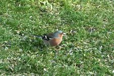 2014_0307winter0052 buchfink ,.webp