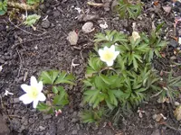 Blümchen unbekannt.webp