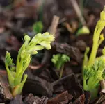 Dicentra alba 140308.webp