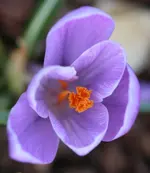 Krokus 140308.webp