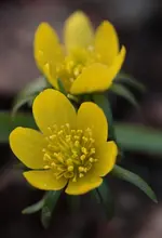 Winterling 140308.webp