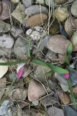 DSC00909.webp