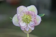 DSC00893.webp