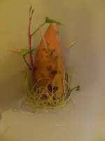 2014-0308 Suesskartoffel2.webp