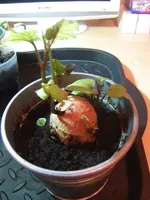 2014-03-08 Suesskartoffel1.1.webp
