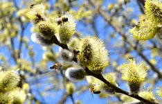 DSC_8353_Bienenweide.webp