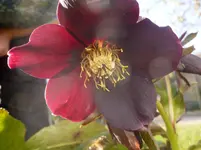 P1110507.webp