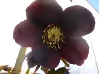 P1110505.webp