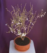 BONSAI1K.webp