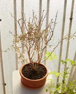 bonsai3b.webp