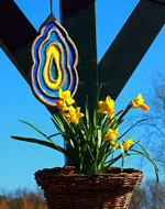 Narzissen an Nazar_800.webp