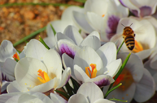 Wildbienbe an weiss_lila Krokussen_1024.webp