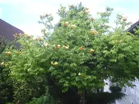 Klettertrompete.gelb.14.07.2012.webp