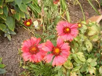 Kokardenblume 2.9.2013.webp